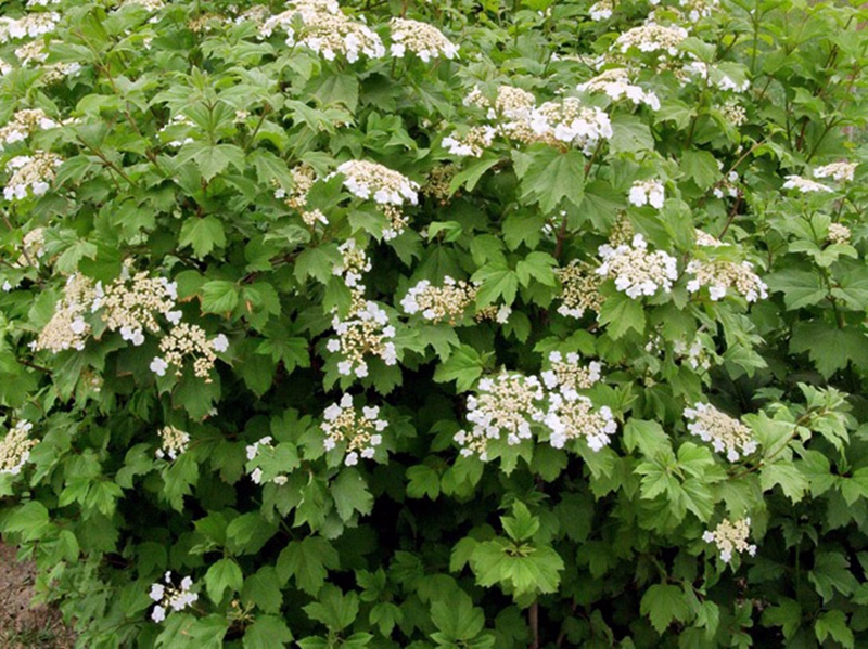 天目琼花