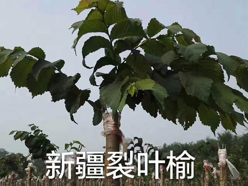 榆树类